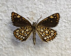 Heteropterus morpheus