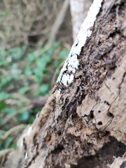 Camponotus nicobarensis