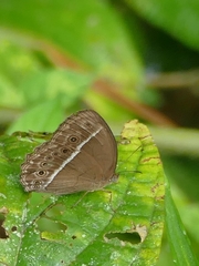 Mycalesis mineus