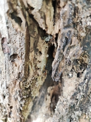 Camponotus nicobarensis