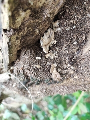 Camponotus nicobarensis