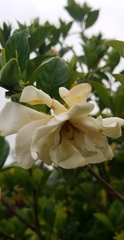 Gardenia