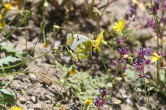Zegris eupheme menestho