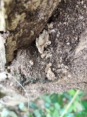 Camponotus nicobarensis