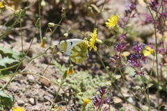 Zegris eupheme menestho