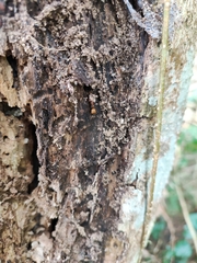 Camponotus nicobarensis