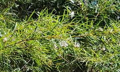 Grevillea linearifolia