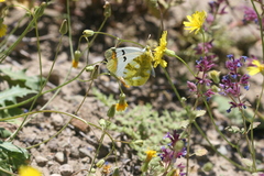 Zegris eupheme menestho