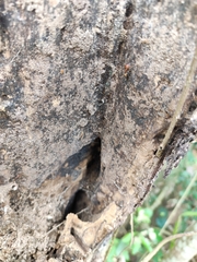 Camponotus nicobarensis