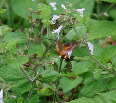 Macroglossum trochilus
