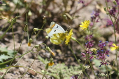 Zegris eupheme menestho