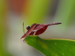 Neurothemis terminata