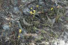 Utricularia chrysantha