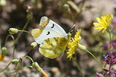 Zegris eupheme menestho