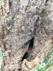 Camponotus nicobarensis