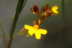 Utricularia chrysantha