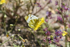 Zegris eupheme menestho