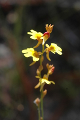 Utricularia chrysantha
