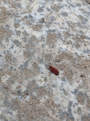 Dictyoptera simplicipes