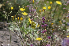 Zegris eupheme menestho