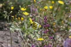 Zegris eupheme menestho