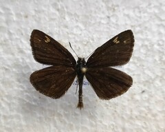 Heteropterus morpheus