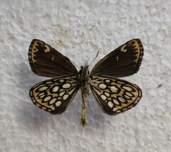 Heteropterus morpheus