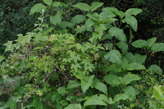 Ceratiosicyos laevis