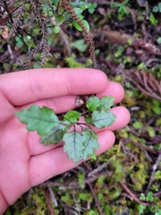 Nothofagus fusca