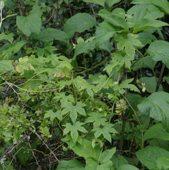 Ceratiosicyos laevis