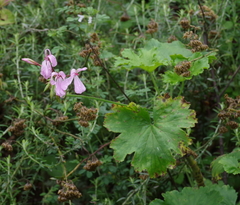 Pelargonium zonale