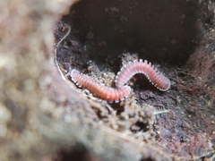 Pyrgodesmoidea