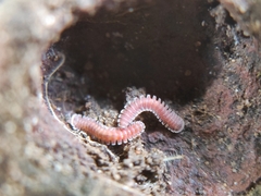 Pyrgodesmoidea