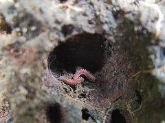 Pyrgodesmoidea