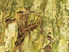 Pseudotrigonidium australis