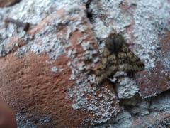 Apocheima hispidaria