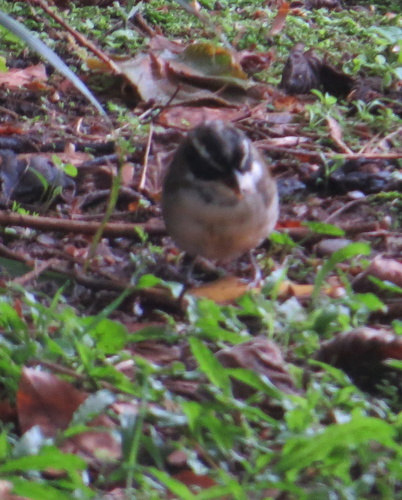 Moss-backed Sparrow (Arremon dorbignii), photo 4