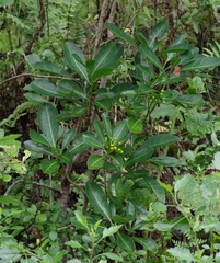 Psychotria capensis