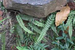Adiantum malesianum