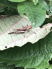 Abracris flavolineata