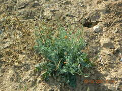 Glaucium corniculatum