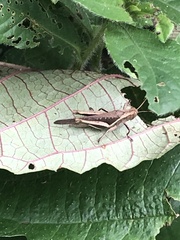 Abracris flavolineata