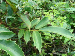Meliosma rhoifolia