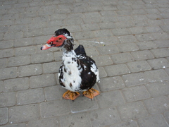 Cairina moschata domestica