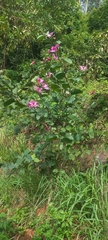 Bauhinia purpurea