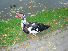 Cairina moschata domestica