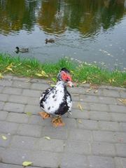 Cairina moschata domestica