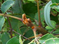 Meliosma rhoifolia