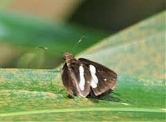Notocrypta paralysos