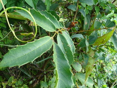 Meliosma rhoifolia
